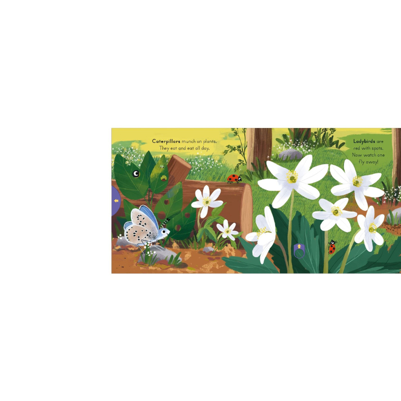 Big Outdoors For Little Explorers Woods Board Book